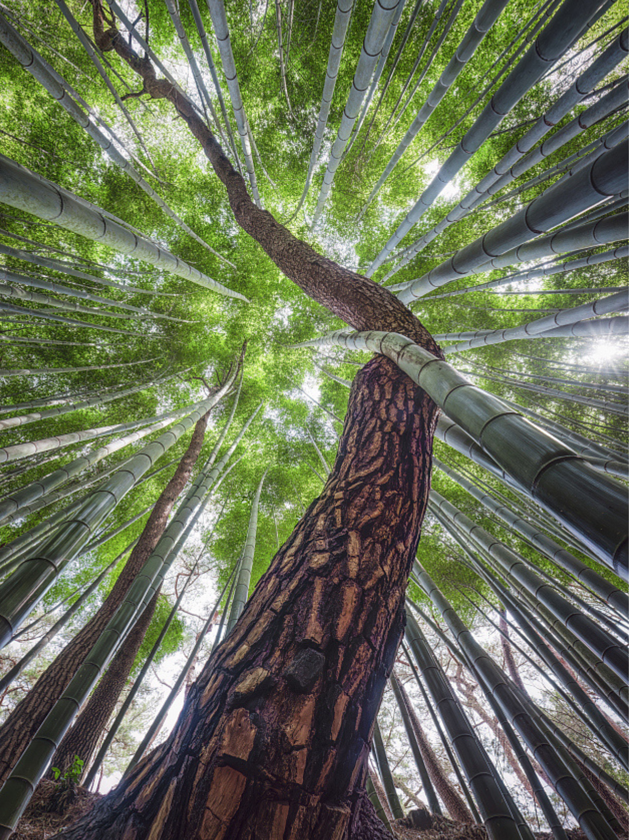 bamboo